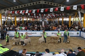 inegol-kucukbas-hayvancilik-festivalinin-tarihleri-belli-oldu.jpg