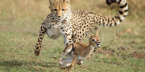 National Geographic NOW Seç-İzle Servisi Mart Ayında 'Yırtıcılar', 'Yılanlar', 'Tehlikeli Yollar' ve 'Mega Mühendislik'in En Heyecanlı Bölümleriyle Dikkat Çekiyor!