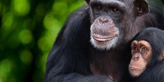 'Şempanzelerin Dünyası' 7 Şubat Çarşamba 20.00'de National Geographic WILD Ekranlarında başlıyor