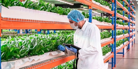 Emirates Flight Catering, dünyanın en büyük kapalı dikey çiftliği Bustanica'yı satın aldı