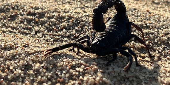 'Afrika'nın Ölümcül Avcıları: Beklenmedik Katiller Özel' National Geographic WILD Ekranlarında!