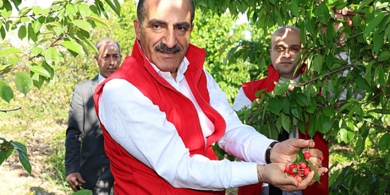 Milyonlarca kiraz ağacı ihracat rekoru kırmak için 1 hafta önceden meyvelerini verdi