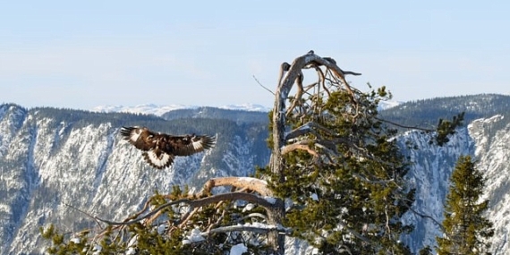 ‘Avrupa’nın Vahşi Doğası Özel’ 19 Mayıs ve 26 Mayıs Pazar 20.00’de National Geographic WILD Ekranlarında!