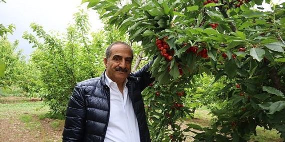 Kiraz hasat şenliğine gençler enerji kattı