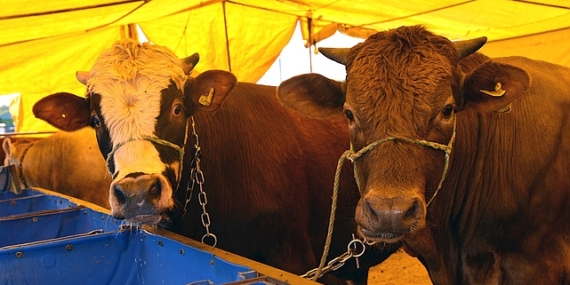 Kurban Bayramı nedeniyle hazırlıklarına başlayan Çorlu Belediyesi, kurban satış başvuruları için kayıtlara başladı