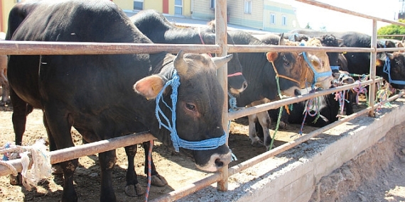 Sivas Belediyesi’ne ait Hayvan Pazarında satış yapmak isteyen vatandaşlar için çadır ve padok yerleri kura çekimi ile belirlenecek