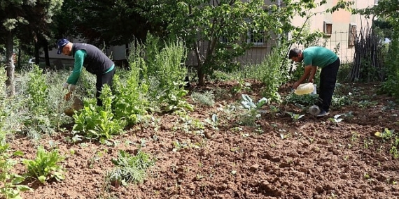 Sivrisinekler durgun sularda ürer