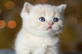 En İyi Kedi Mamasını Bulmak İçin Nelere Dikkat Etmelisiniz?