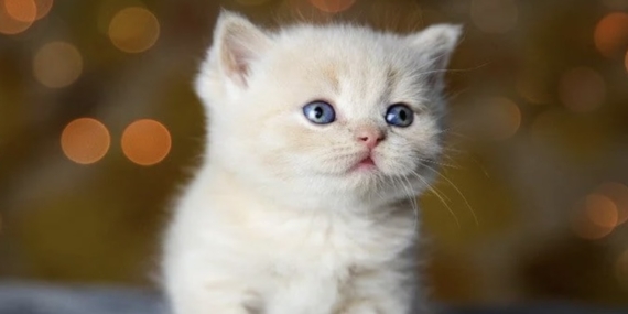 En İyi Kedi Mamasını Bulmak İçin Nelere Dikkat Etmelisiniz?