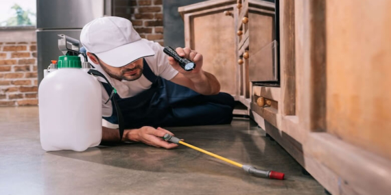 İstanbul Böcek İlaçlama Hizmetleri